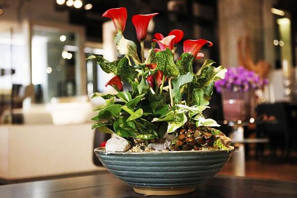 馬蹄蓮花怎么養(yǎng)，不容錯過的5大要點