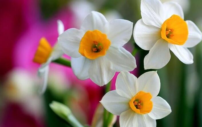 水仙花為什么要切球，有利于生長(zhǎng)并且長(zhǎng)得健壯