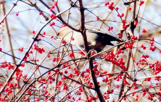 紅豆杉的藥用價值，盤點紅豆杉六大藥用價值
