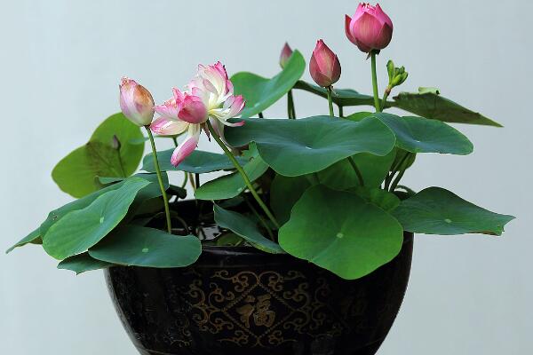 盆栽荷花施什么肥，施肥以磷鉀肥為主