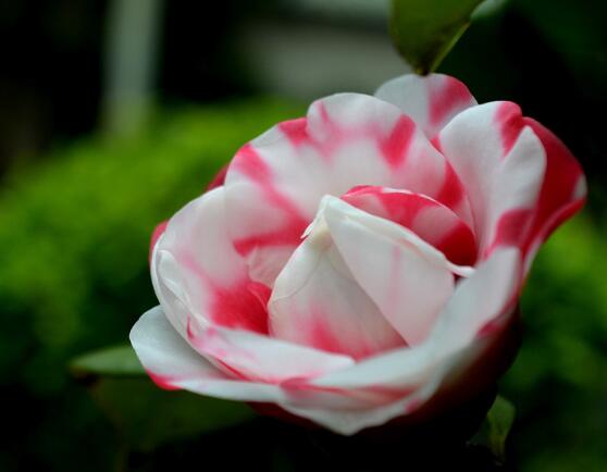 牡丹花怎么養(yǎng)最簡單，做好簡單五個步驟即可(花大色艷)