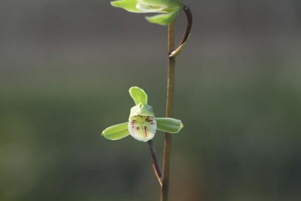 蘭花幾月開，不同品種開花時(shí)期不同