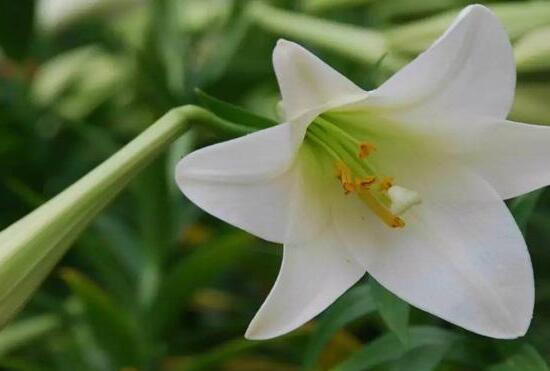 百合花怎么養(yǎng)，百合花的養(yǎng)殖方法和注意事項(xiàng)