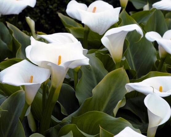 粉色馬蹄蓮花語(yǔ)是什么，代表著愛(ài)你一生一世