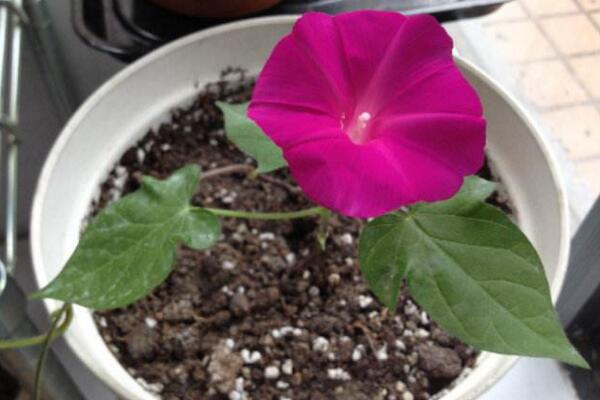 牽?；ǖ姆N植方法圖解，確保種子成活的4大要點(diǎn)