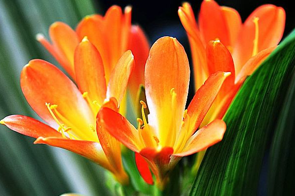 君子蘭不開花是什么原因，缺乏養(yǎng)分溫度不適