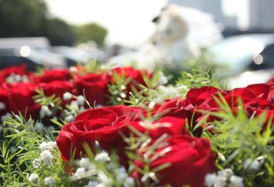 玫瑰花怎么施肥，玫瑰花施氮磷鉀肥最為合適