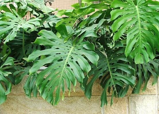 龜背竹施什么肥好，龜背竹施氮磷鉀肥最好