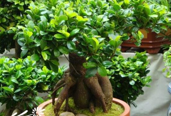 榕樹盆景怎么修剪，榕樹盆景修剪方法