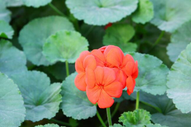 繡球花的養(yǎng)殖方法和注意事項，溫度控制在18-28℃之間最為合適