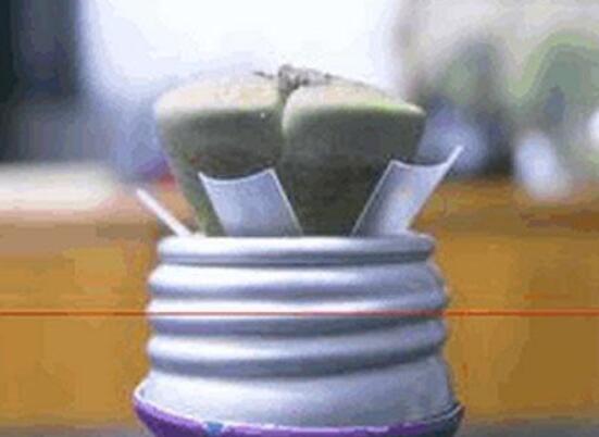 生石花怎么水培，教你四個(gè)基本步驟快速水培生根