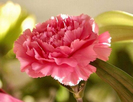 康乃馨鮮花怎么保鮮，七個基本方法方可百日鮮