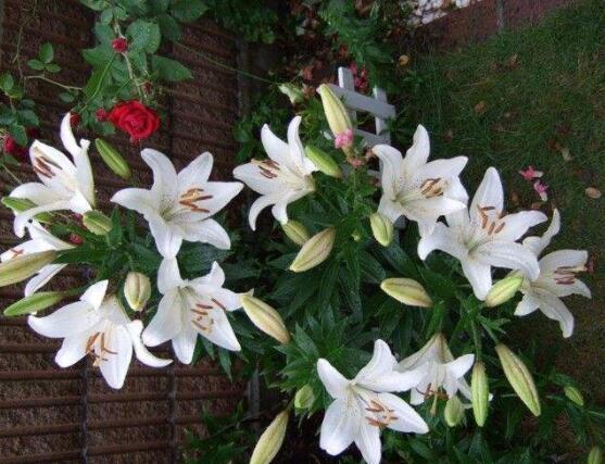 香水百合的養(yǎng)殖方法和注意事項，老農教你最實用七大養(yǎng)殖方法