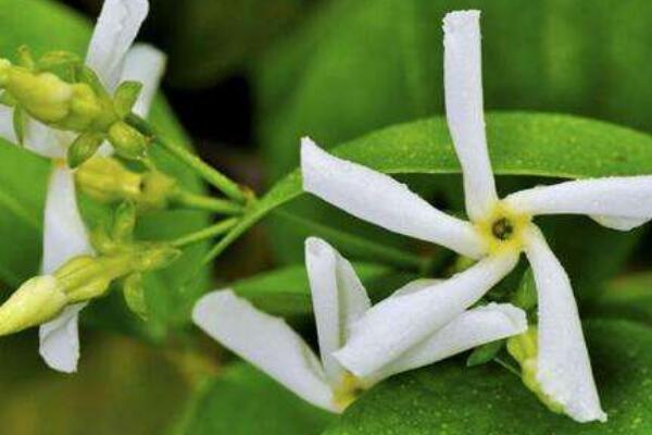 茉莉哪個(gè)品種好養(yǎng)，強(qiáng)烈推薦以下5個(gè)品種