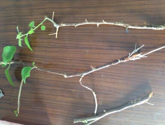 三角梅可以水培嗎，三角梅水培方法和注意事項(xiàng)