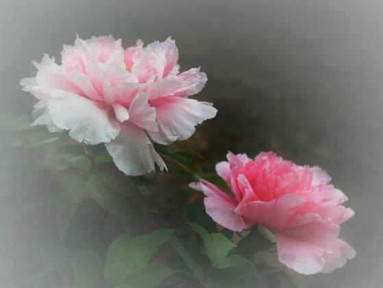 牡丹花花語是什么，代表著富貴吉祥、繁榮昌盛