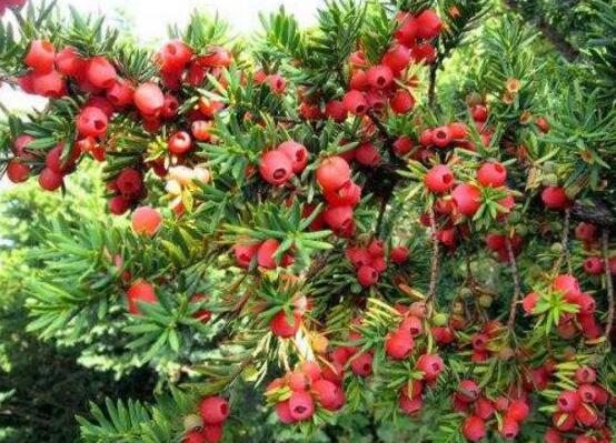 紅豆杉盆景怎么修剪，遵循兩點(diǎn)原則掌握六點(diǎn)方法