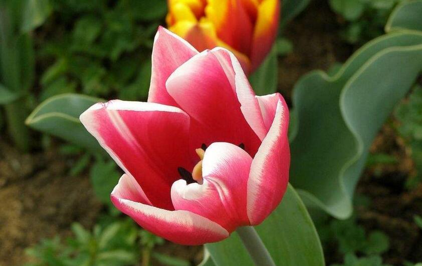 郁金香家庭水培方法，花球選擇很關(guān)鍵