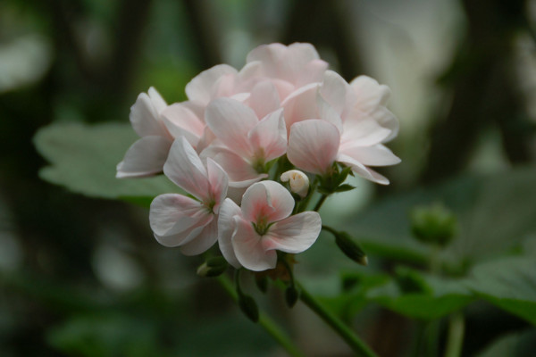 天竺葵的養(yǎng)殖方法