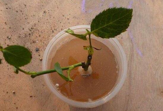 月季什么時候扦插最好，月季花的扦插方法