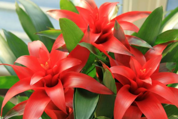 鴻運(yùn)當(dāng)頭花發(fā)黑怎么辦，分根種植可再次開花