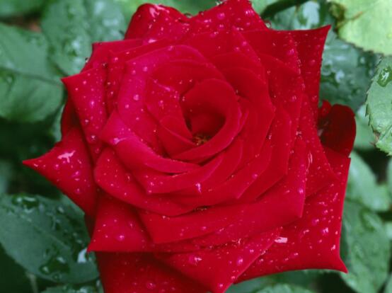 玫瑰花中藥功效是啥，美容護膚、調(diào)經(jīng)止痛