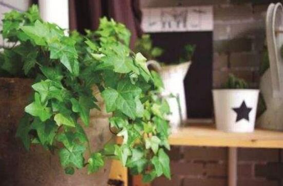 常春藤用淺盆還是深盆，深、淺盆都合適