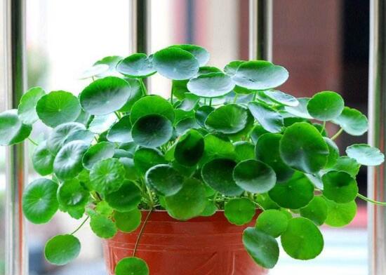 銅錢草怎么養(yǎng)比較茂盛，銅錢草的養(yǎng)殖方法