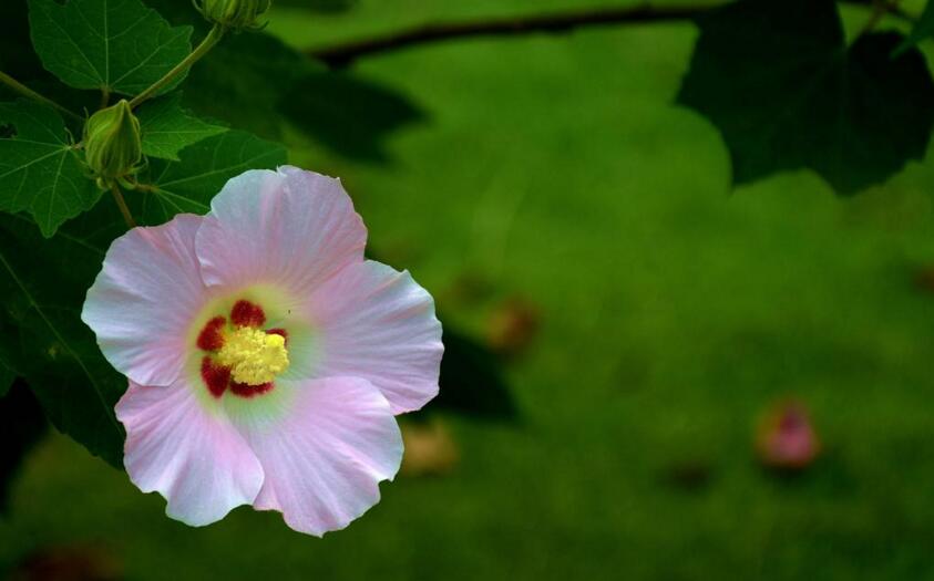 木芙蓉花的病蟲害防治，對癥下藥很重要