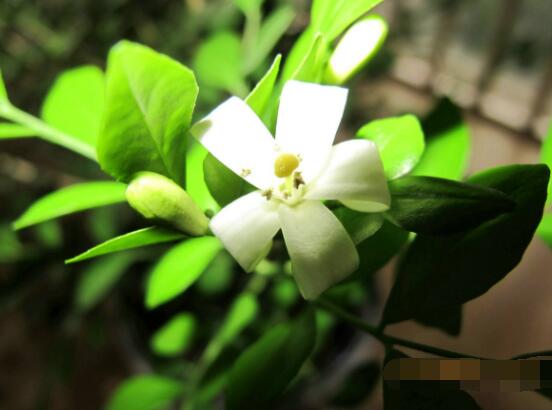 九里香盆景修剪，老農(nóng)總結(jié)四大基本步驟(摘心/摘芽/修枝/摘葉)