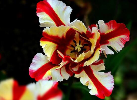 郁金香品種，郁金香七大品種百花齊放