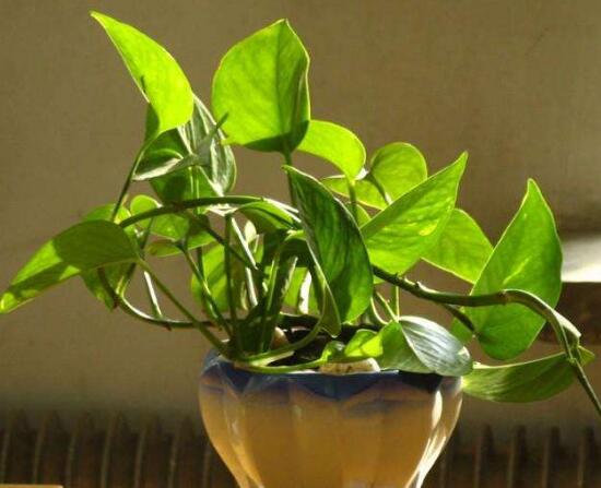 綠蘿的風(fēng)水作用有哪些，綠蘿的功效與作用