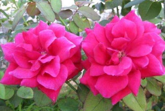 月季花有毒嗎，月季花可以吃嗎(無(wú)毒可食用)