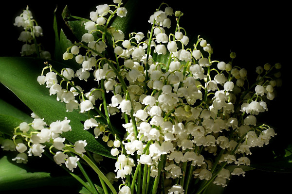 鈴蘭怎么繁殖，播種和分株兩種方法