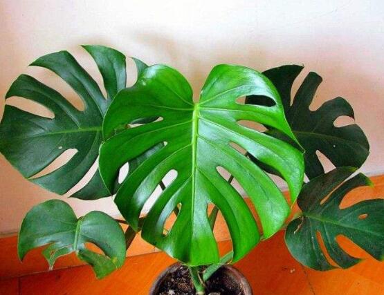 龜背竹怎么固定造型，龜體造型最受人們歡迎(美觀)