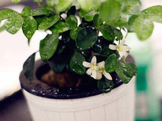 九里香的養(yǎng)殖方法水培，教你四個步驟水培爆盆