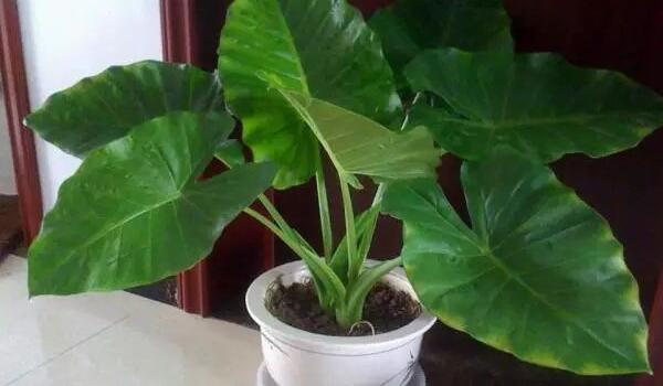 在家養(yǎng)滴水觀音的常見問題，汁液中毒非常危險(xiǎn)