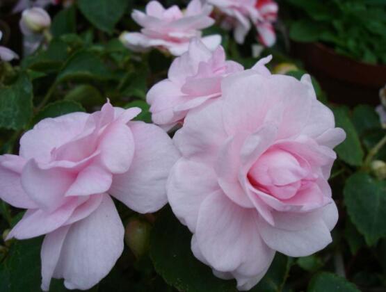 天竺葵適合放室內(nèi)養(yǎng)嗎，導(dǎo)致皮膚過敏、頭暈、胸悶(不建議)