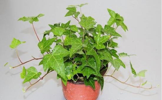 常春藤怎么澆水，常春藤多久澆一次水