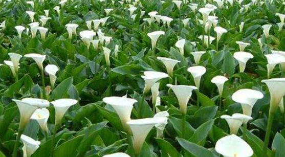 馬蹄蓮的養(yǎng)殖方法和注意事項，教你最實用五點基本養(yǎng)殖方法