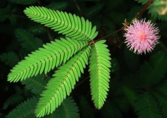 含羞草怎么養(yǎng)，含羞草的養(yǎng)殖方法和注意事項