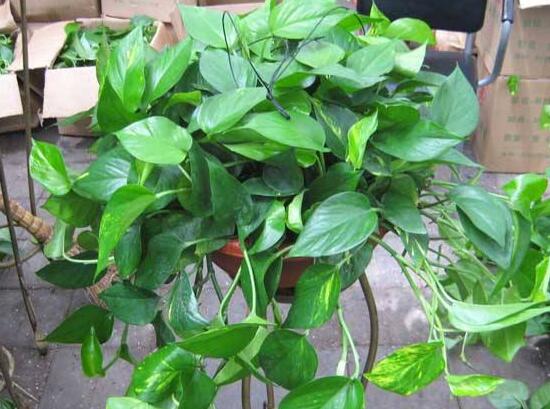 綠蘿怎么養(yǎng)長得快茂密，綠蘿的養(yǎng)殖方法