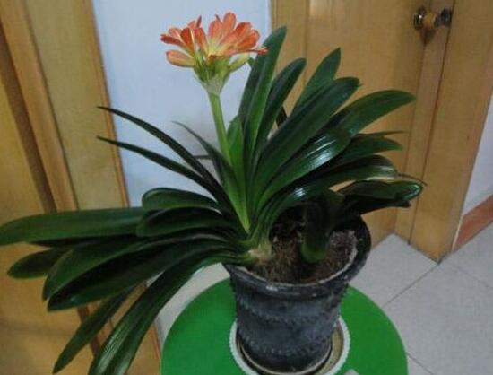 君子蘭怎么施肥，君子蘭什么時候施肥好