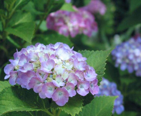 繡球花的栽培管理技術(shù)，老農(nóng)教你最實(shí)用的七大養(yǎng)殖方法