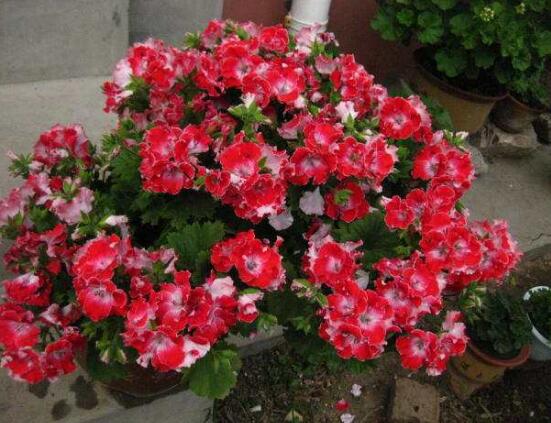 天竺葵和繡球花的區(qū)別，盤點(diǎn)三種區(qū)別方法(外形/習(xí)性/價(jià)值)