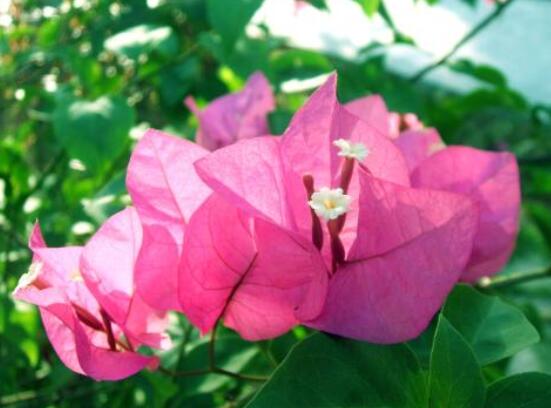 三角梅的養(yǎng)護(hù)，教你兩種簡(jiǎn)單養(yǎng)護(hù)方法(花期前和花期后)