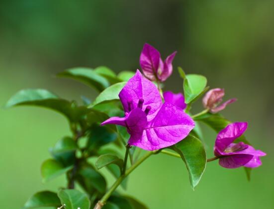 三角梅葉子發(fā)黃怎么辦，四種原因以及解決辦法