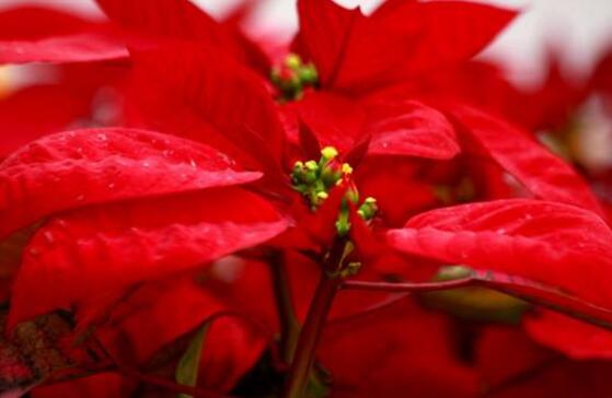 一品紅爛根怎么辦，一品紅爛根解決辦法