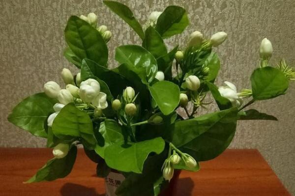 茉莉花如何移栽，做好這五步即可簡單成活