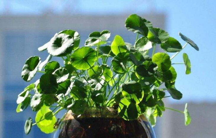 水養(yǎng)銅錢草的養(yǎng)殖方法，施加肥料是關(guān)鍵